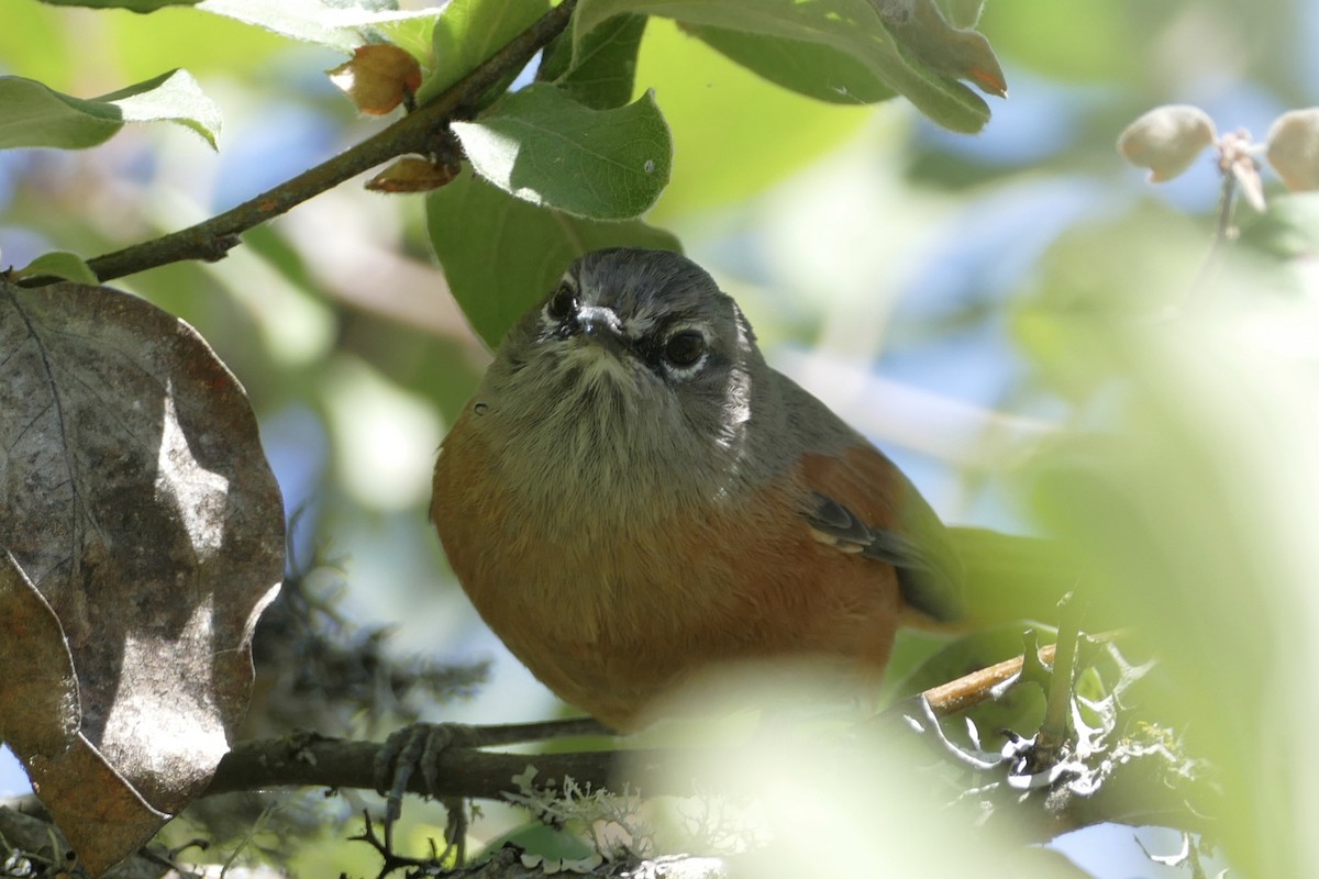 Russet-bellied Spinetail - ML112264081