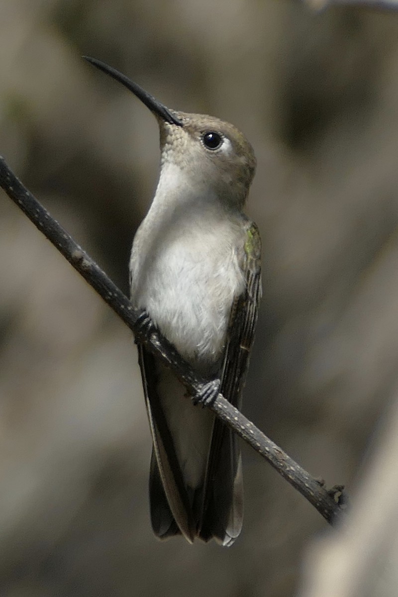 Tumbes Hummingbird - Peter Kaestner