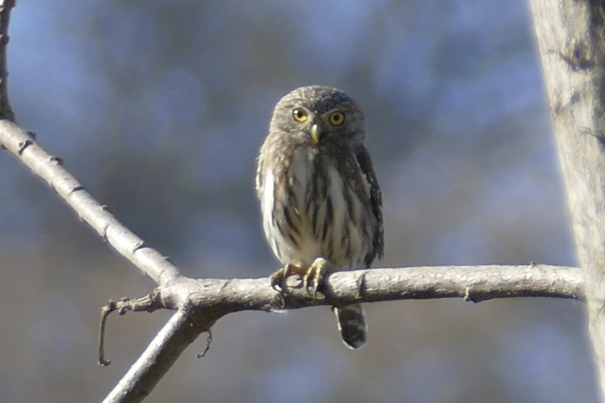 Peruvian Pygmy-Owl - ML112268521