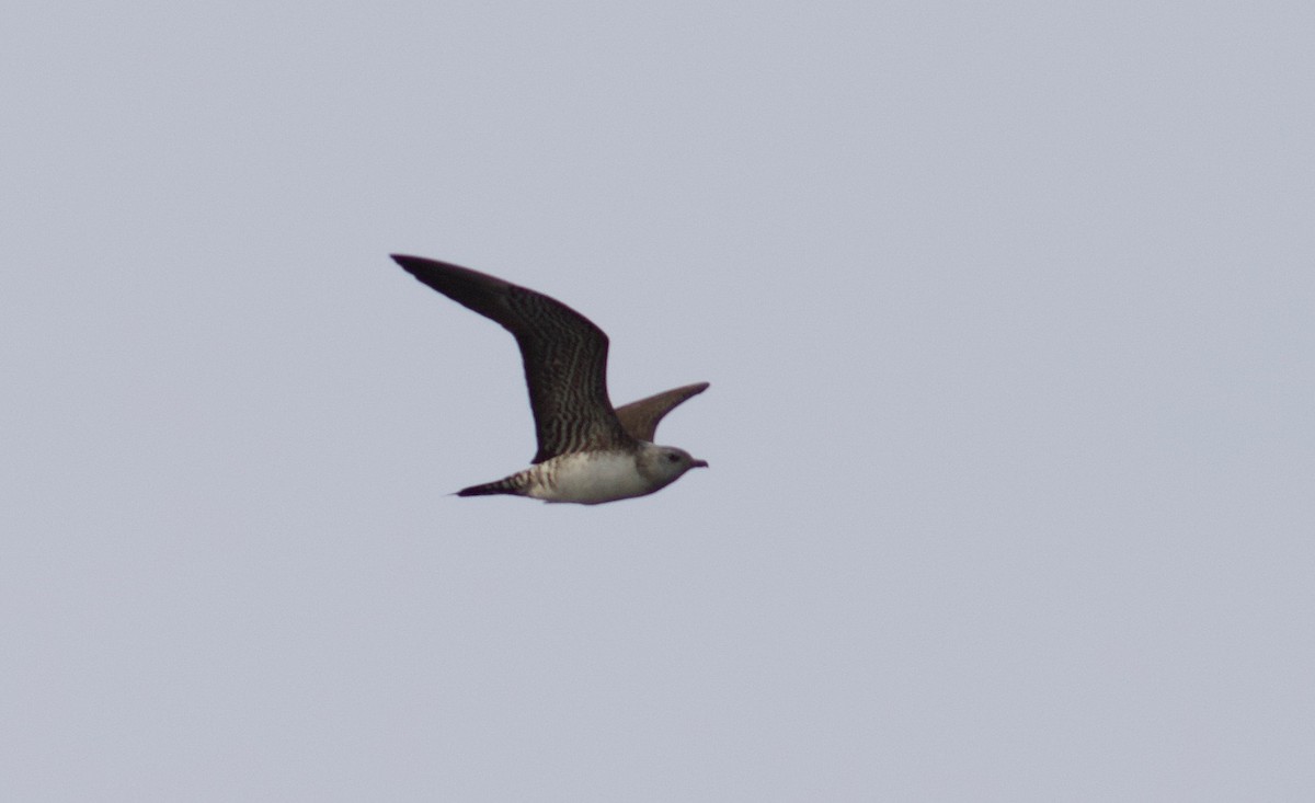 Long-tailed Jaeger - ML112271081