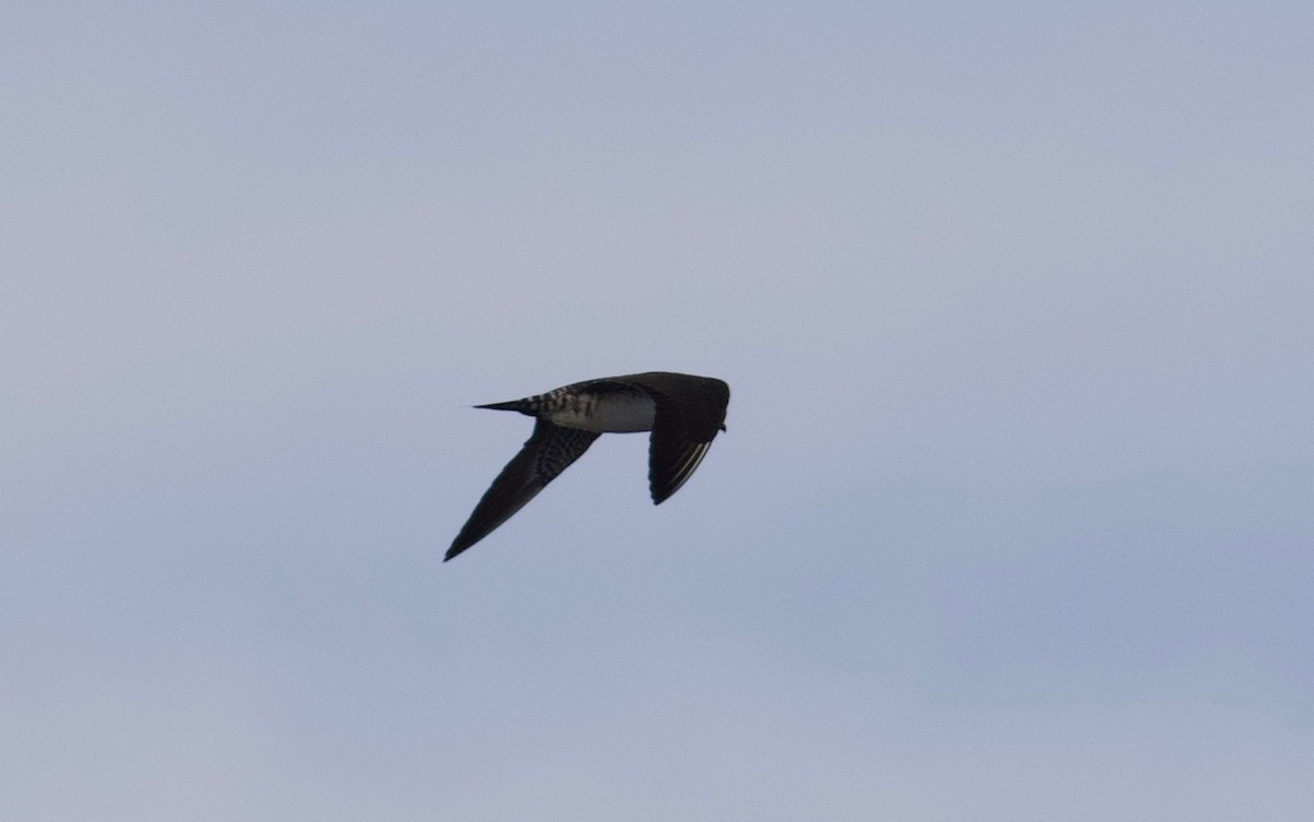 Long-tailed Jaeger - ML112271171