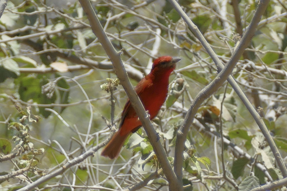 Hepatic Tanager - ML112273391
