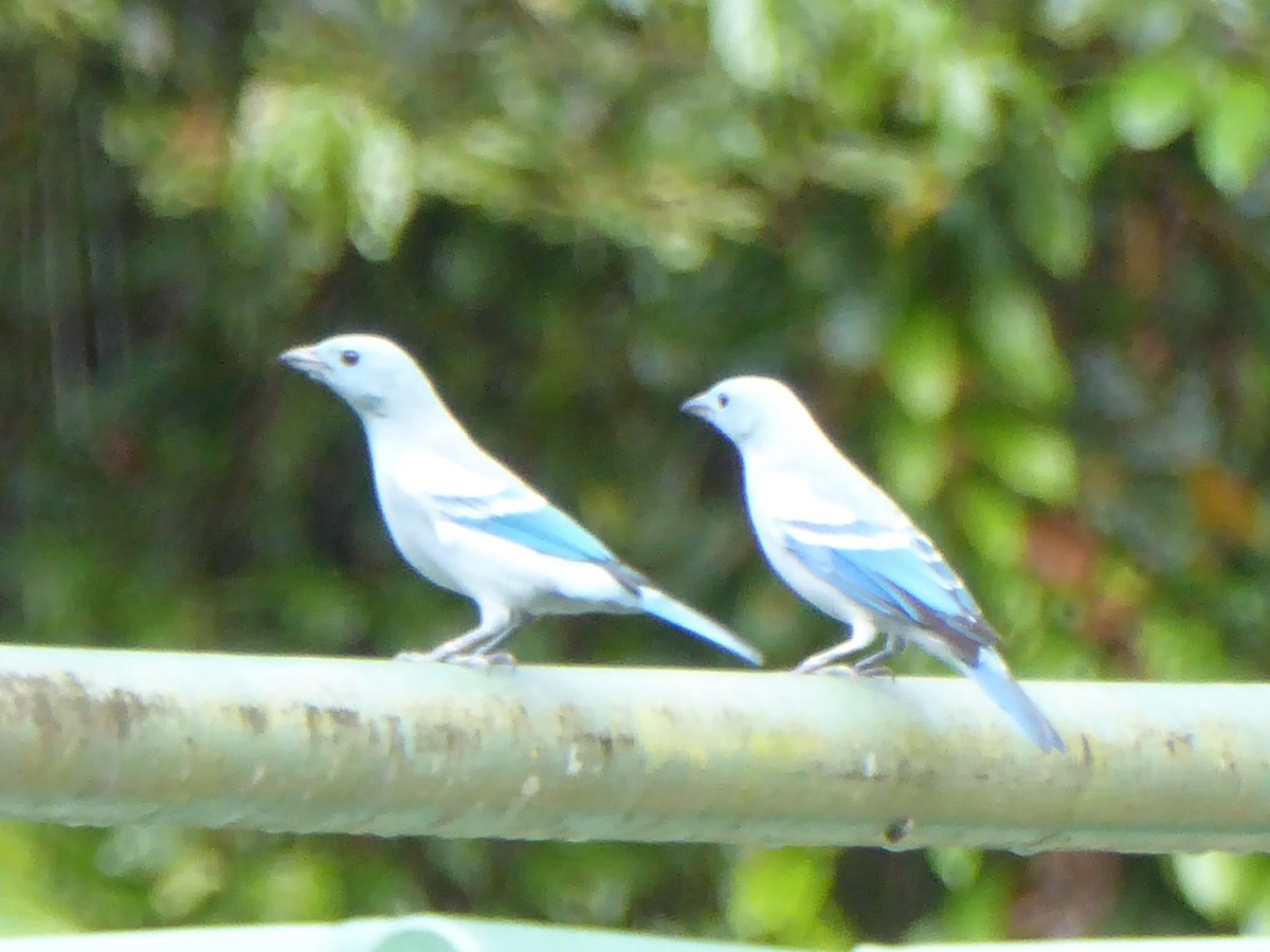Blue-gray Tanager - ML112285541