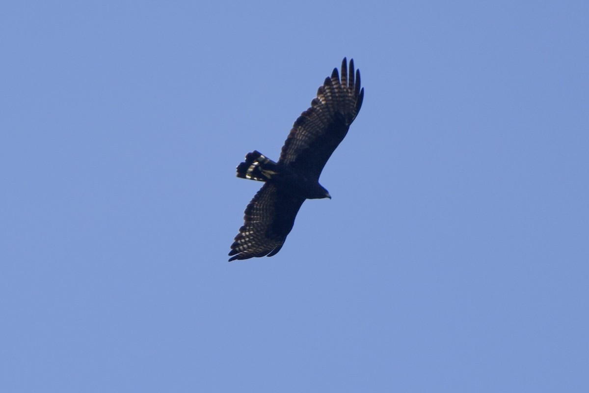 Zone-tailed Hawk - ML112286921