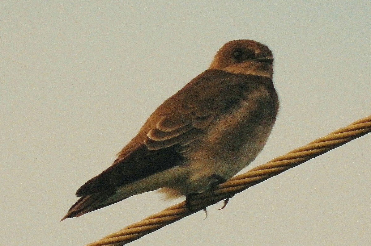 Northern Rough-winged Swallow - ML112288001
