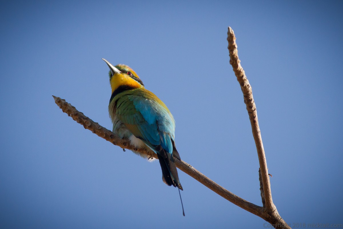 Rainbow Bee-eater - Mick Tait