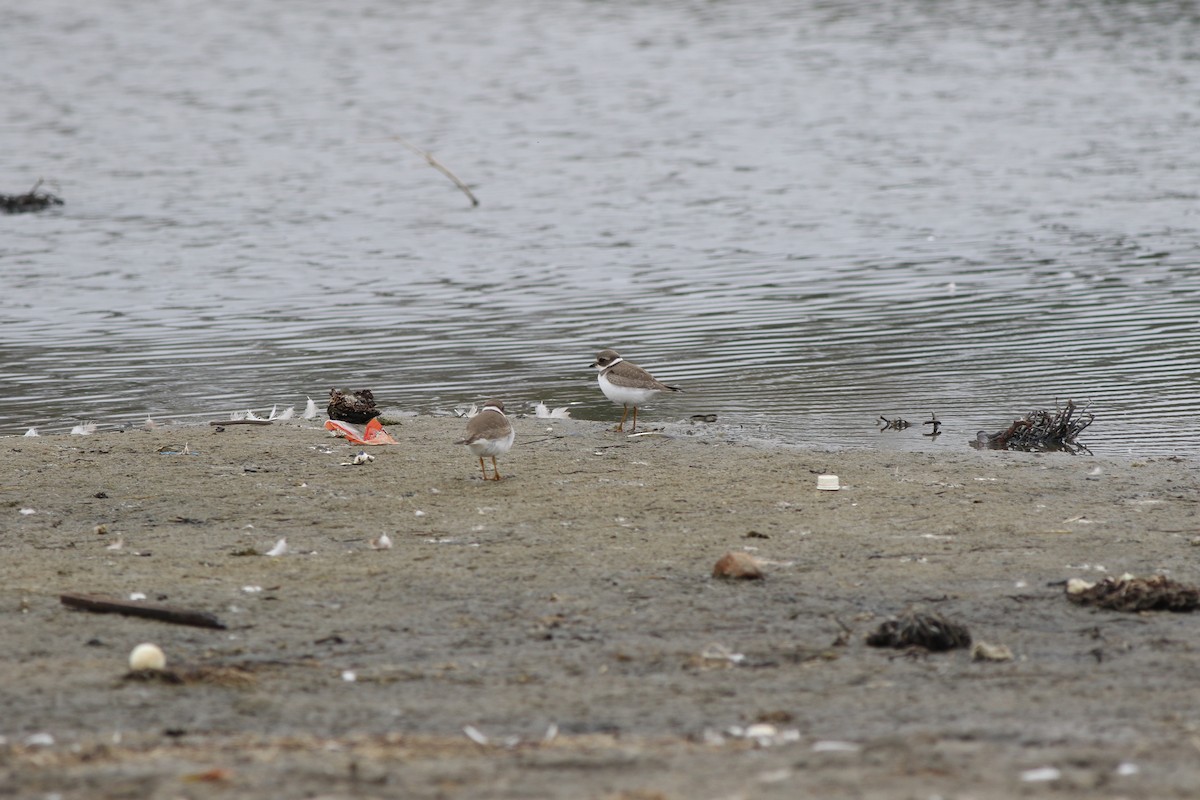 Semipalmated Plover - ML112292371