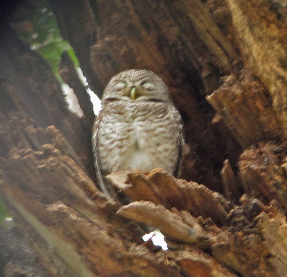 Spotted Owlet - Tom Edell