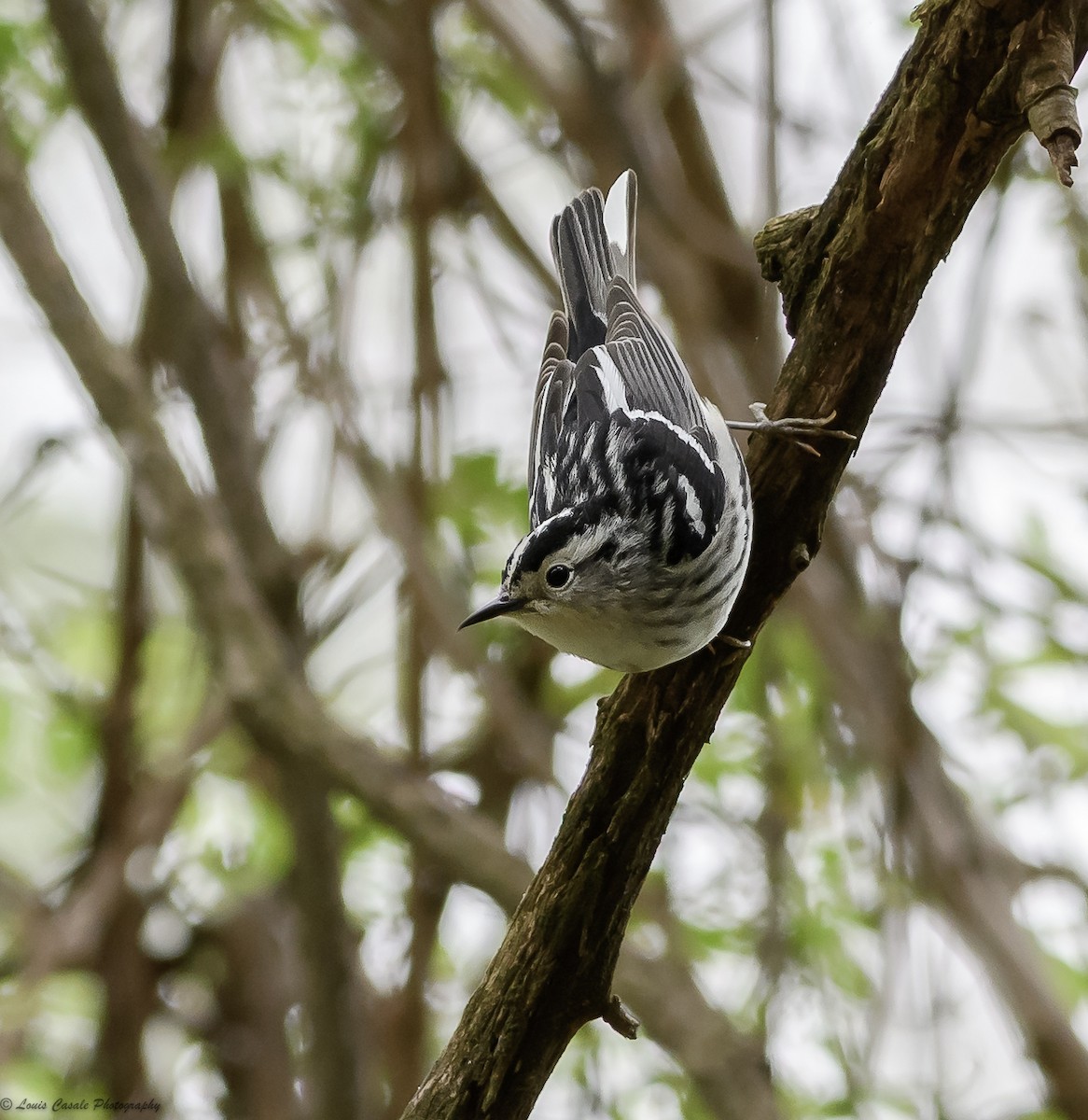 Black-and-white Warbler - ML112298201