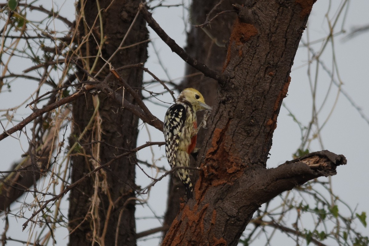 Yellow-crowned Woodpecker - Magesh Ram
