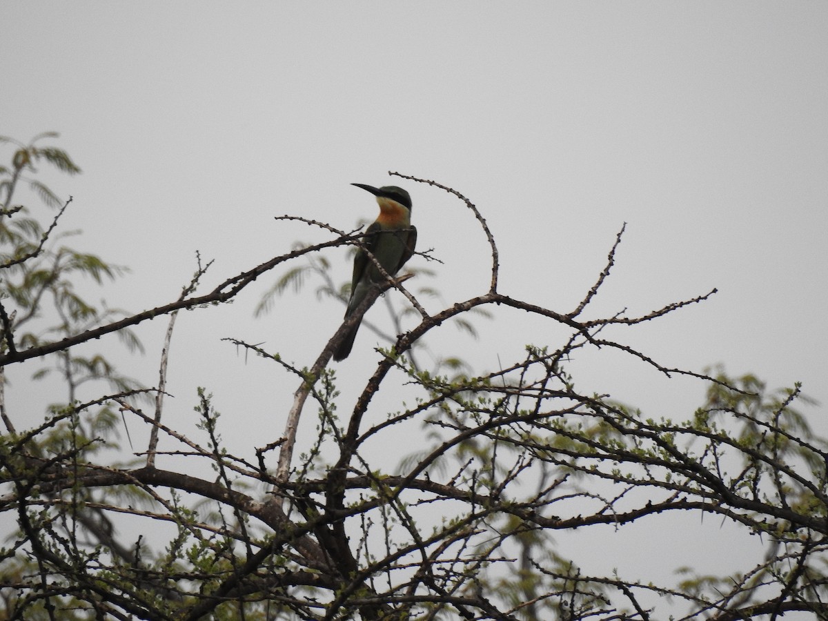Blue-tailed Bee-eater - ML112302981