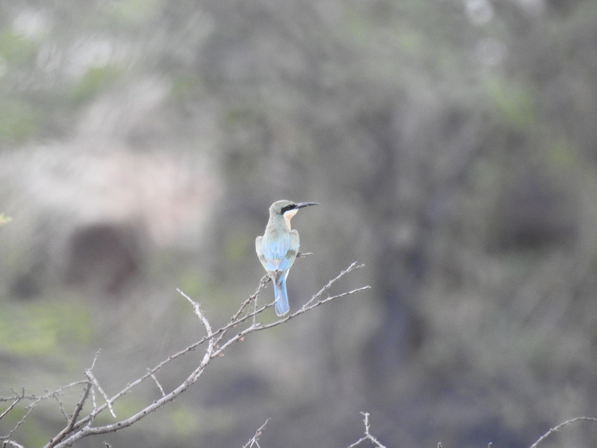 Blue-tailed Bee-eater - ML112303051