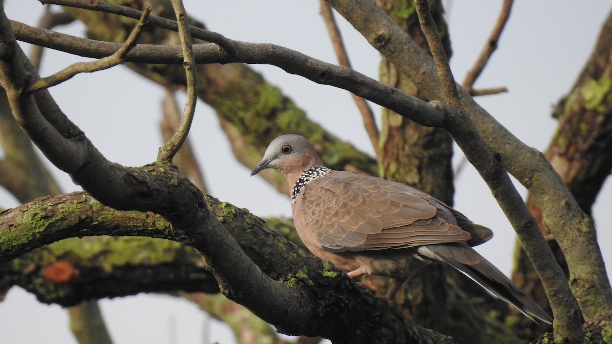 Spotted Dove - 士訓 陳_Y