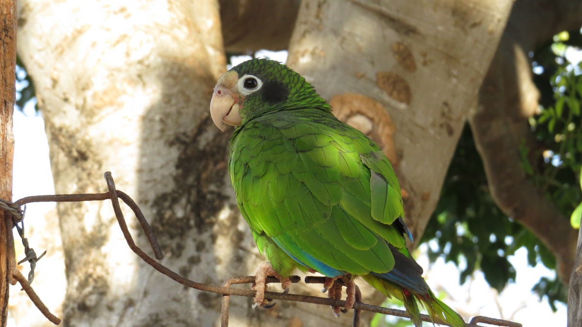 Hispaniolan Parrot - Andreas Skiljan