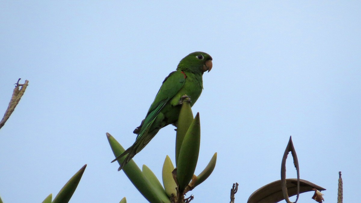 Hispaniolan Parakeet - Andreas Skiljan
