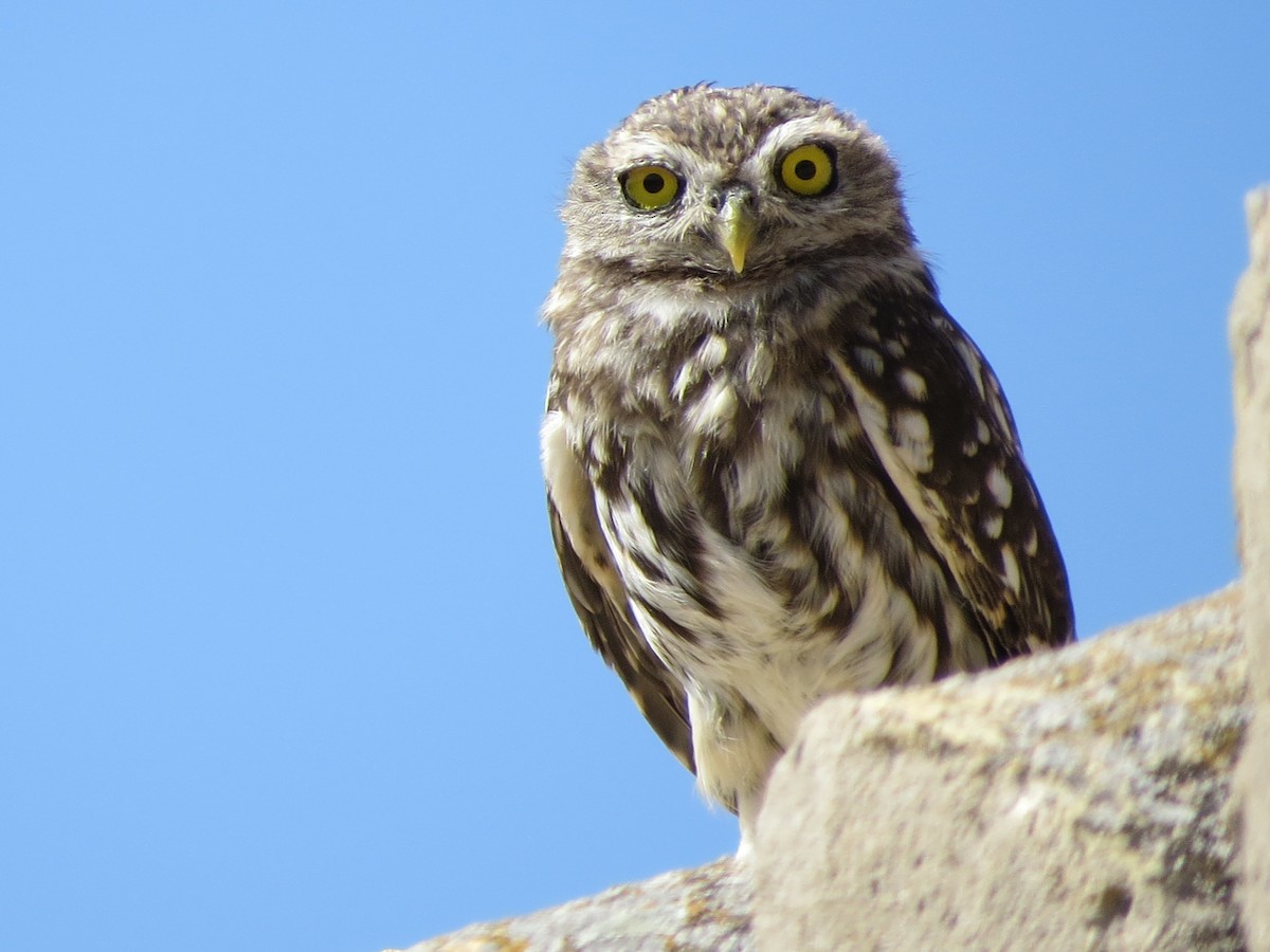 Little Owl - Eduardo Morano