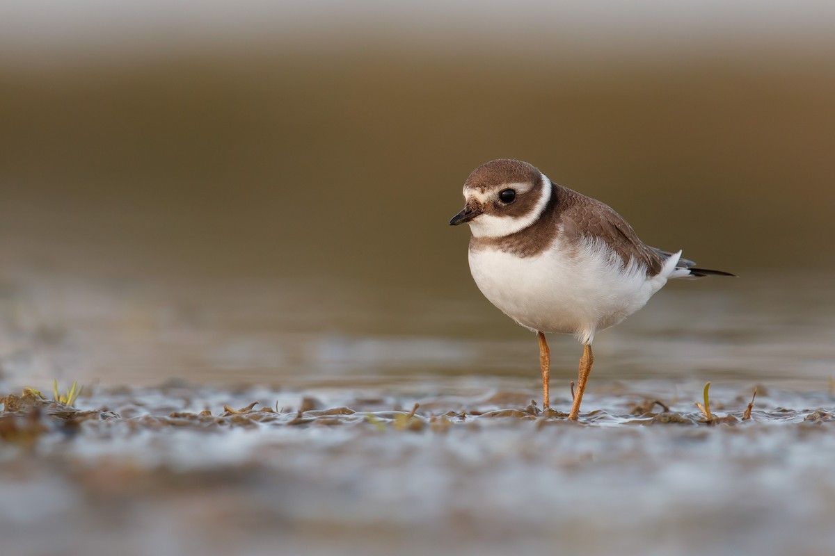 Common Ringed Plover - ML112308481