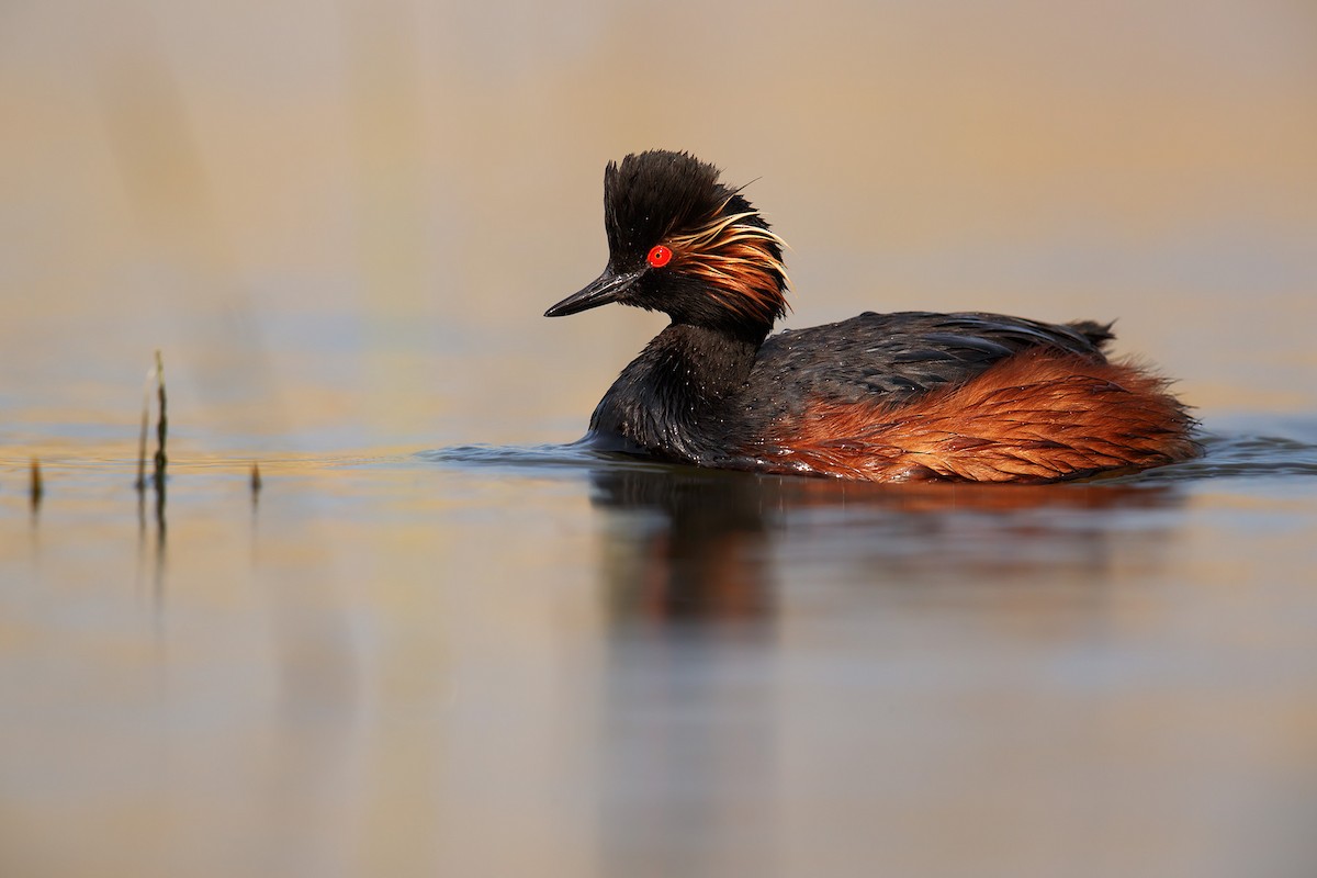 Eared Grebe - ML112308931