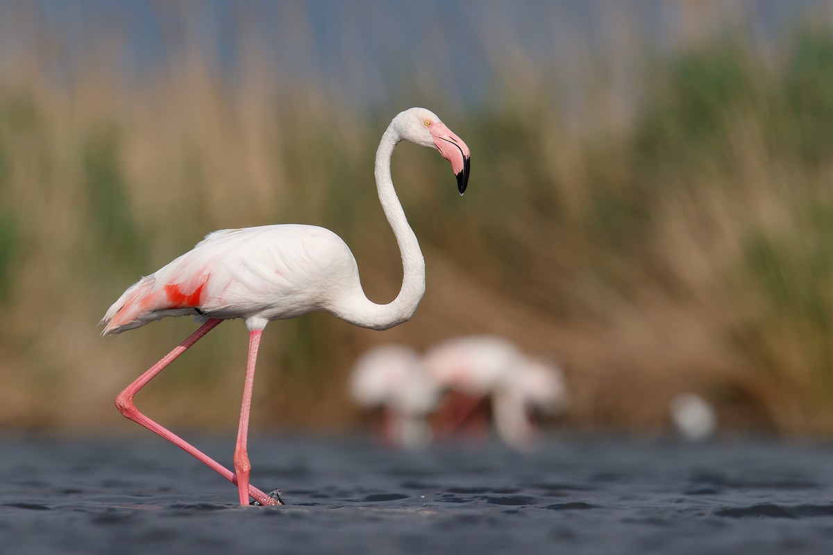Greater Flamingo - ML112308961