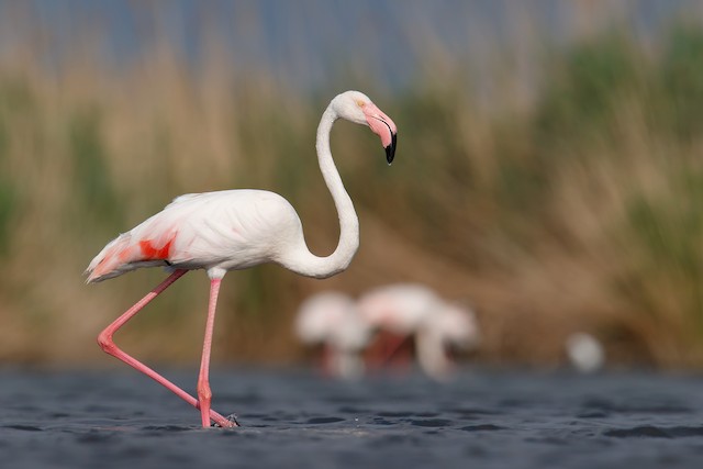 Greater Flamingo in lateral view. - Greater Flamingo - 