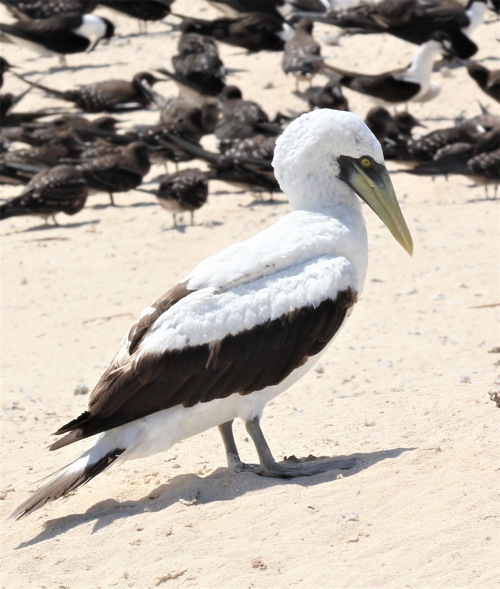 Masked Booby - ML112309591