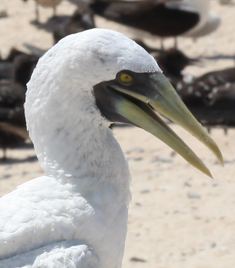 Masked Booby - ML112309601