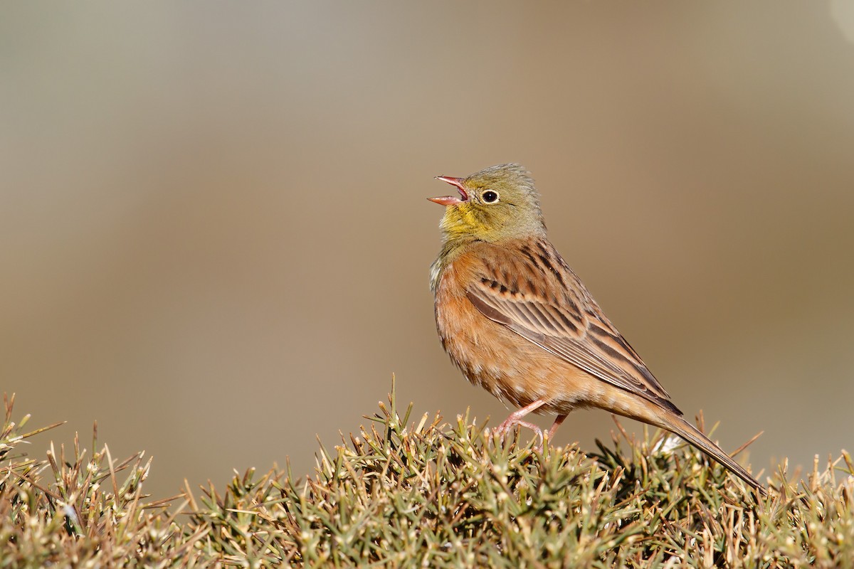Блюдо из попугая. Ортолан. Ortolan bunting. Ортолан. Ортолан.