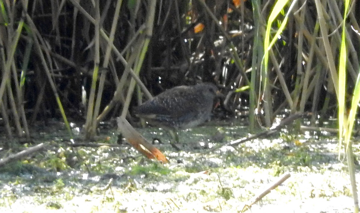 Spotted Crake - ML112312771