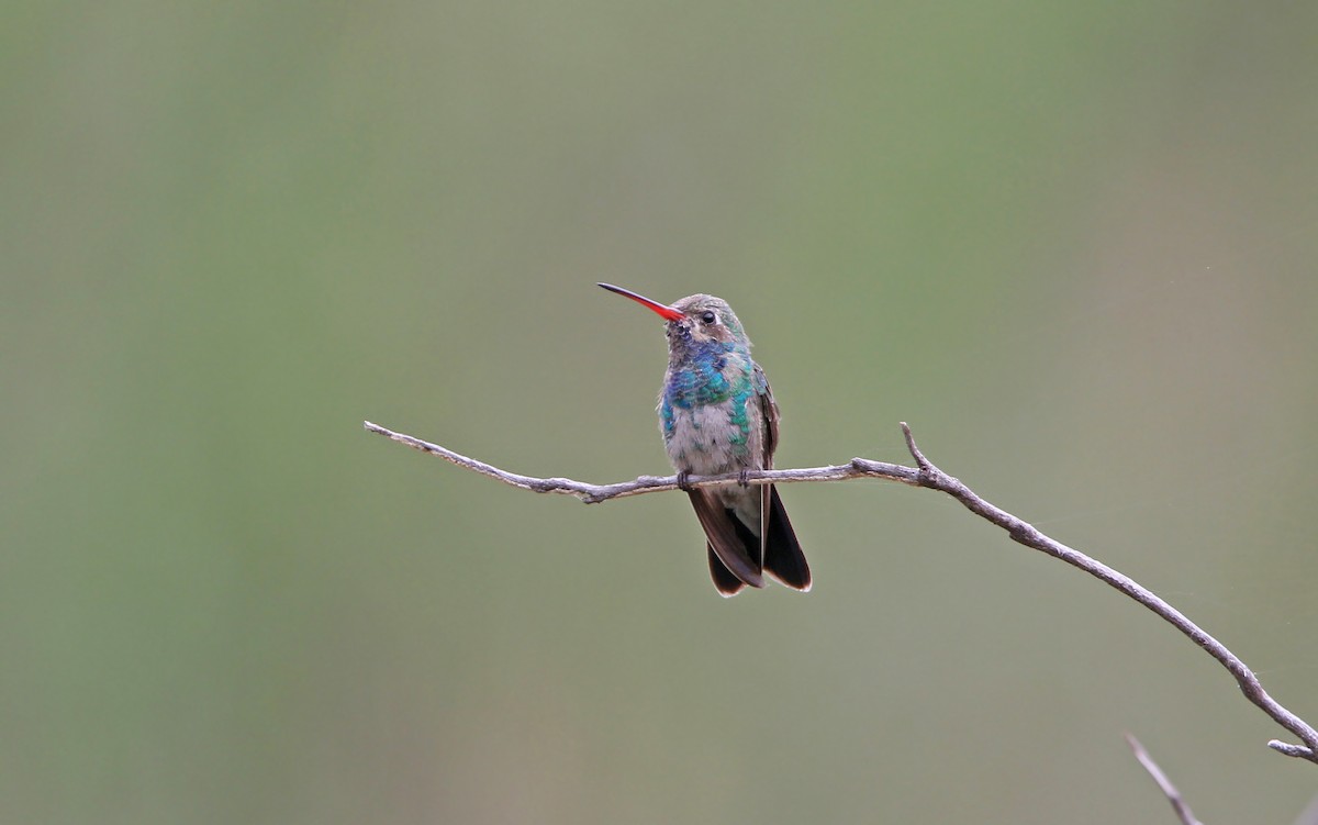 Broad-billed Hummingbird - ML112315471