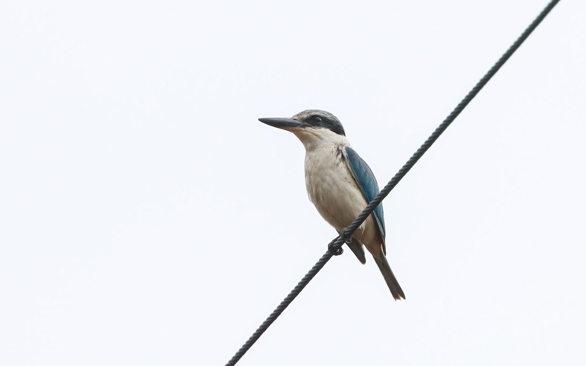 Red-backed Kingfisher - Ged Tranter