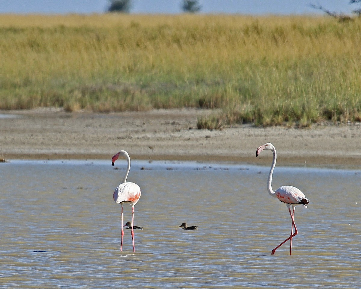 Greater Flamingo - Carl Poldrack