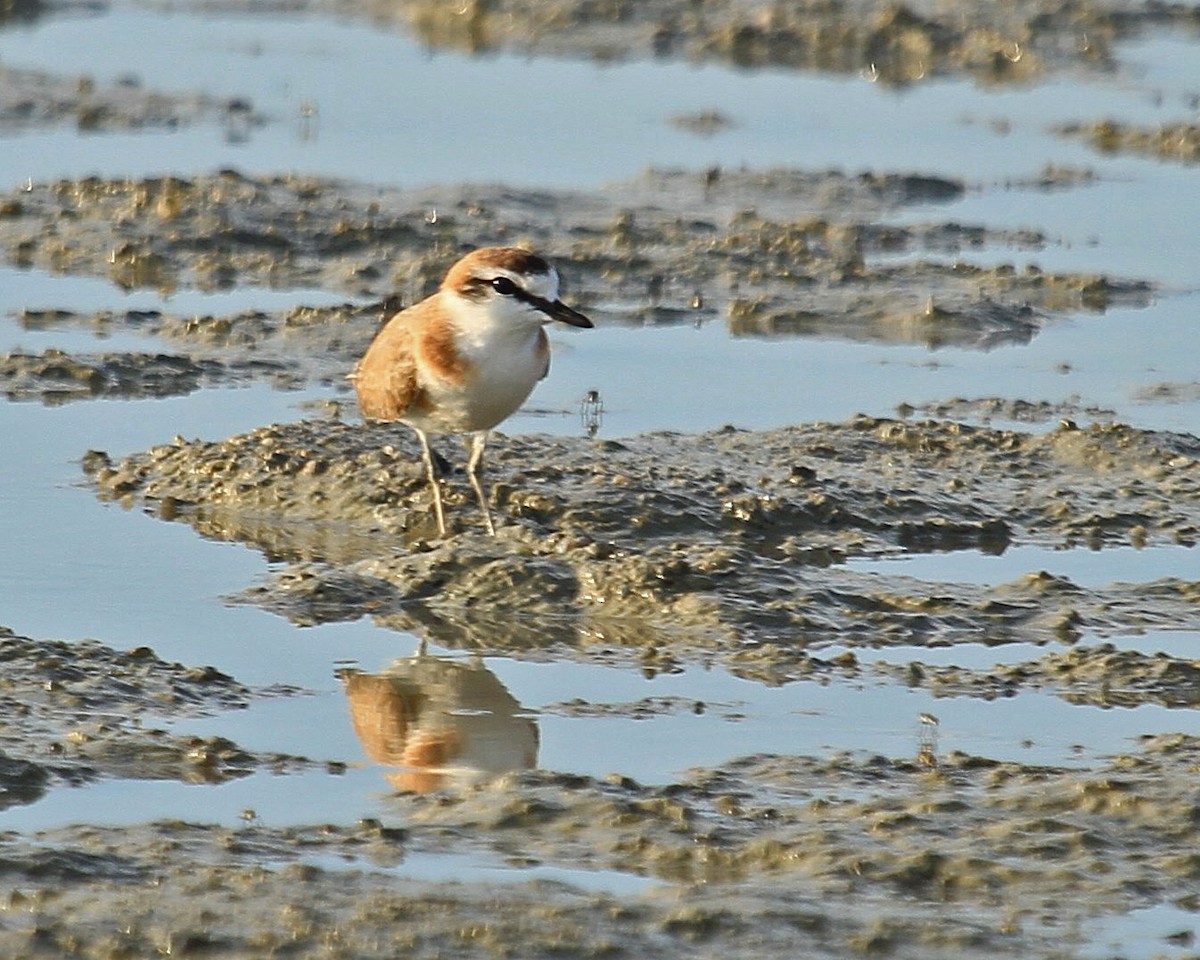 White-fronted Plover - Carl Poldrack