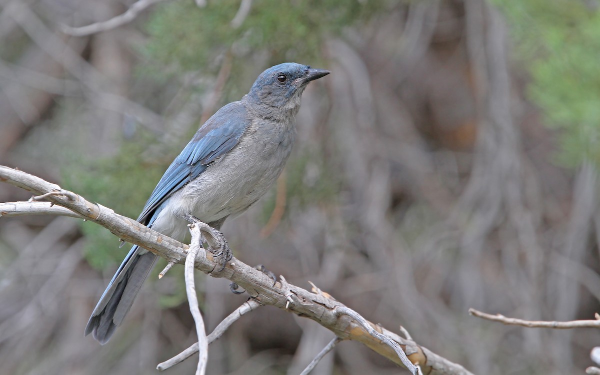 Mexican Jay - ML112316631