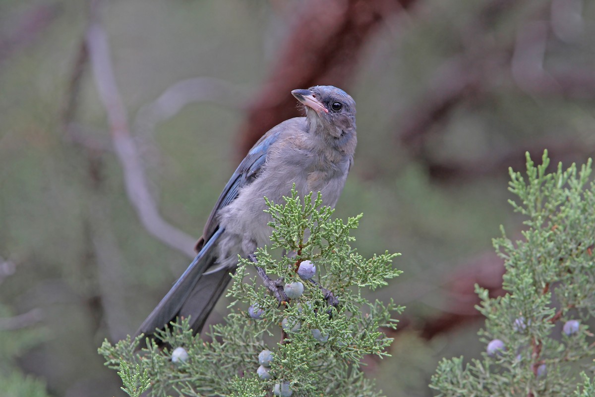 Mexican Jay - ML112316711