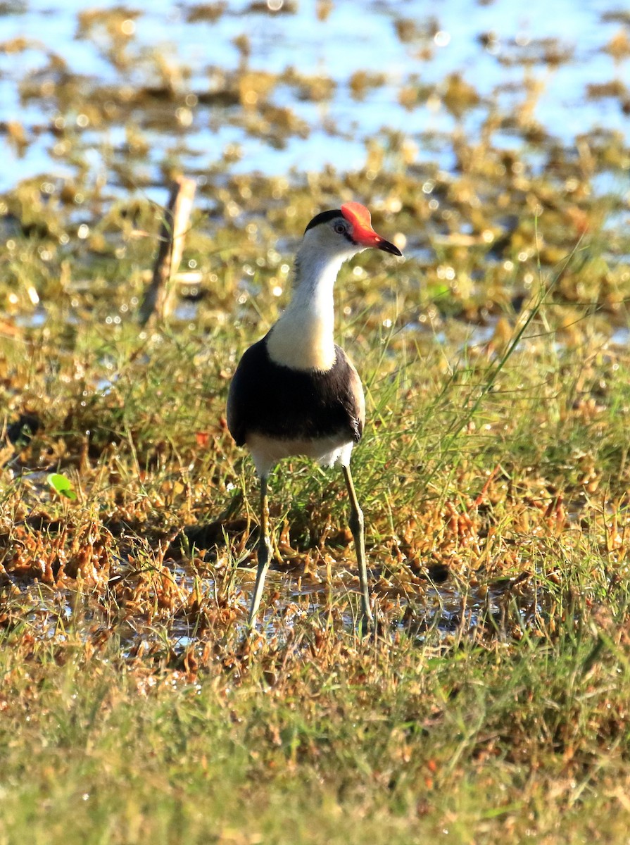 Comb-crested Jacana - Keith & Lindsay Fisher