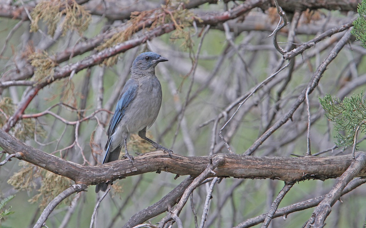 Mexican Jay - ML112317081