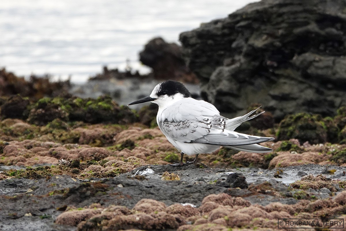 White-fronted Tern - Roksana and Terry