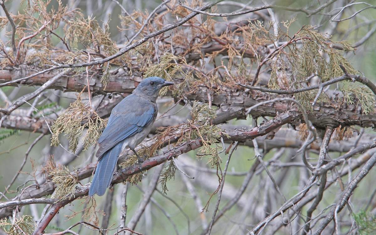 Mexican Jay - ML112317141