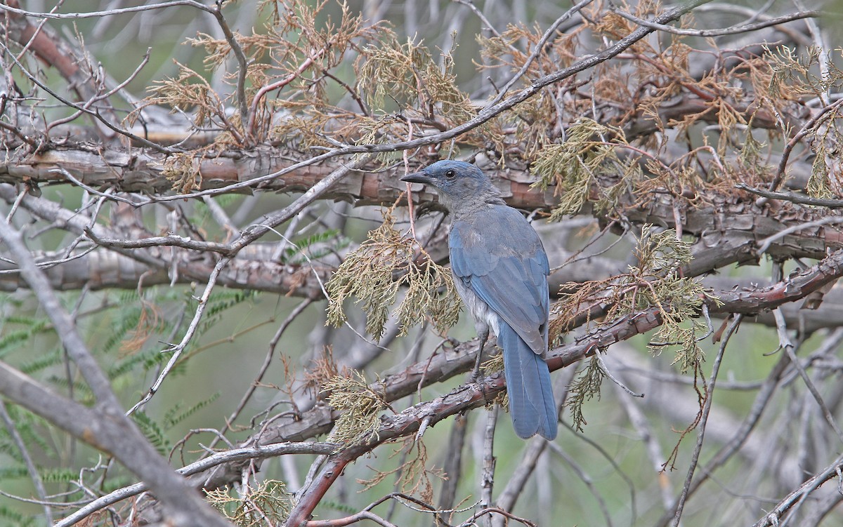 Mexican Jay - ML112317201