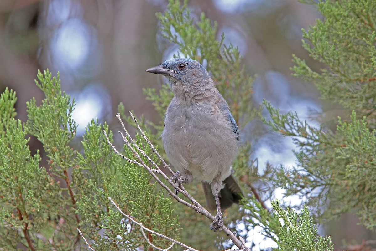 Mexican Jay - ML112317231