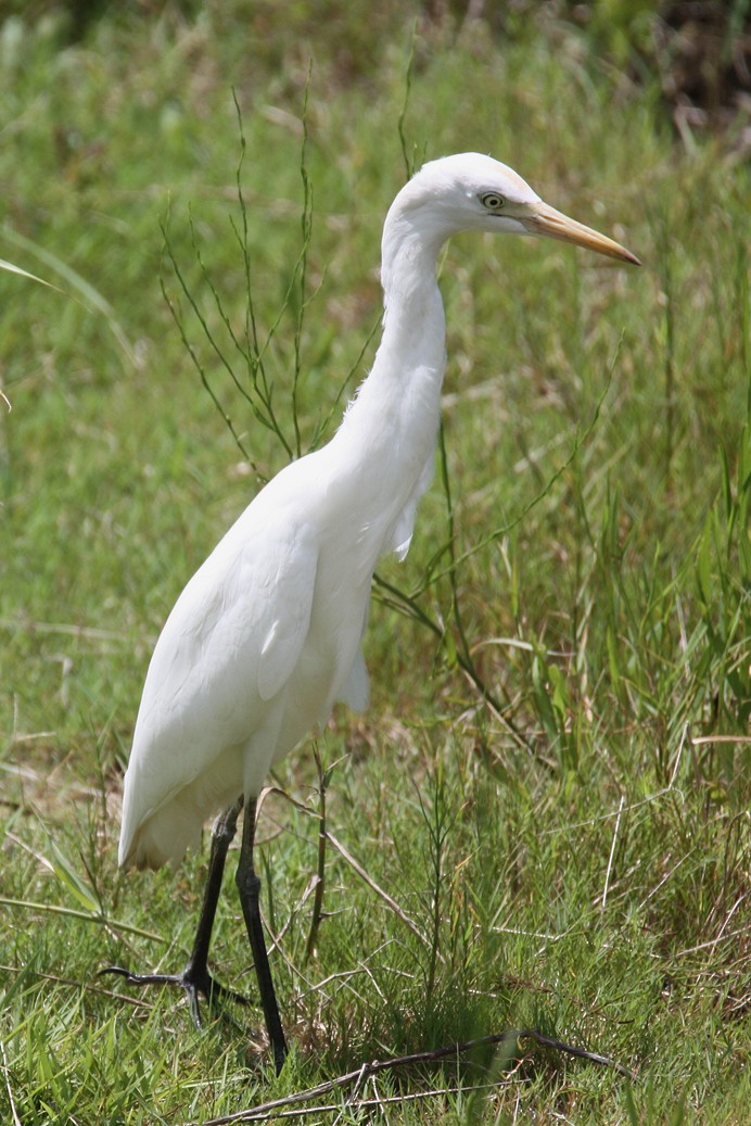 Eastern Cattle Egret - Anonymous