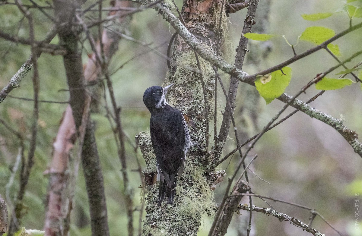 Black-backed Woodpecker - ML112318521