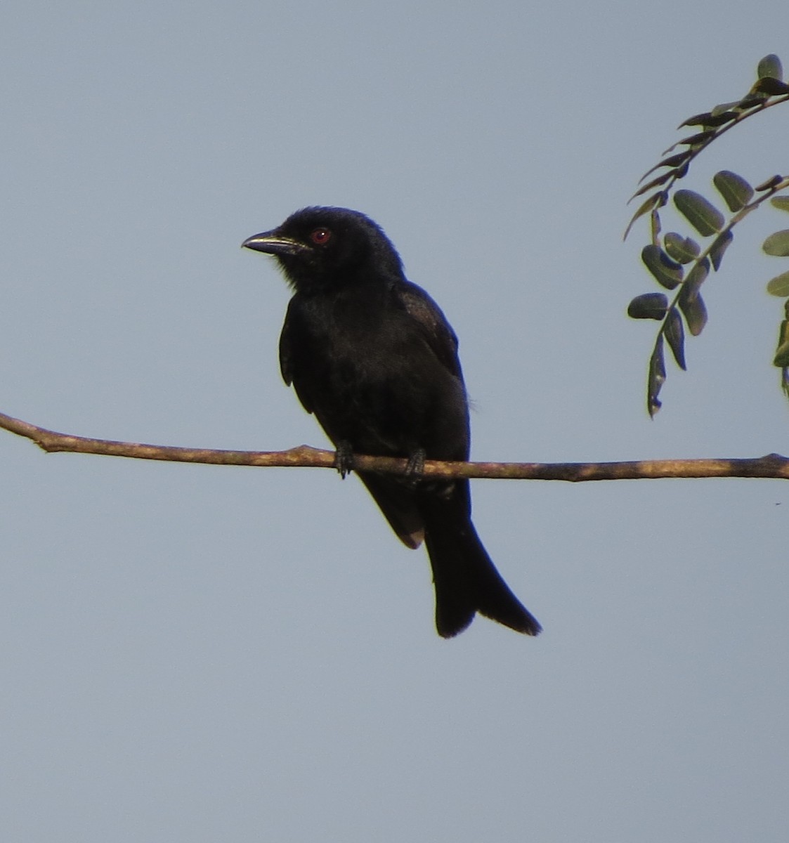 Fork-tailed Drongo - Kevin Seymour