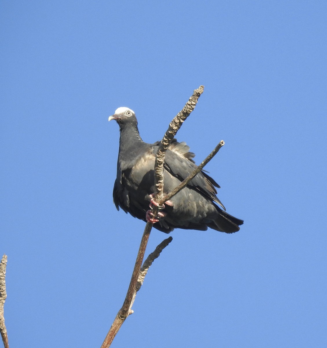 White-crowned Pigeon - ML112323901