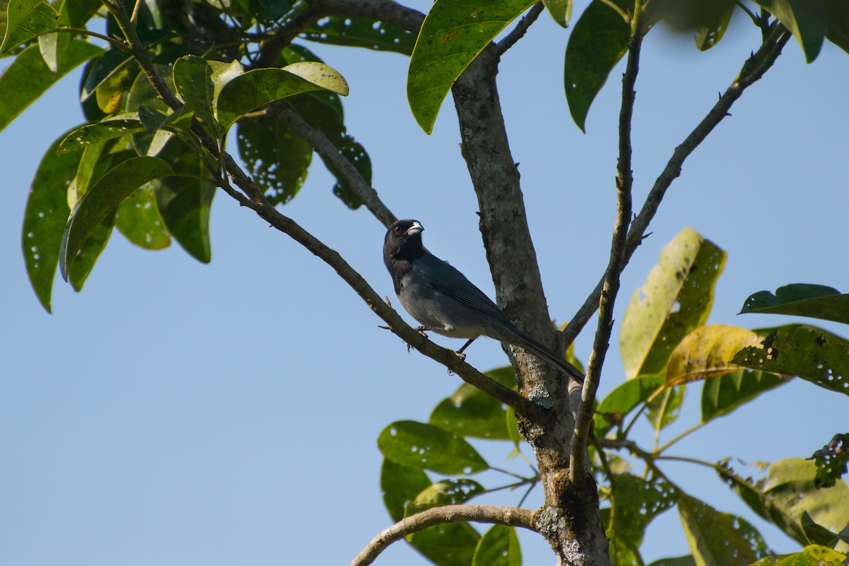 Black-faced Tanager - ML112324311