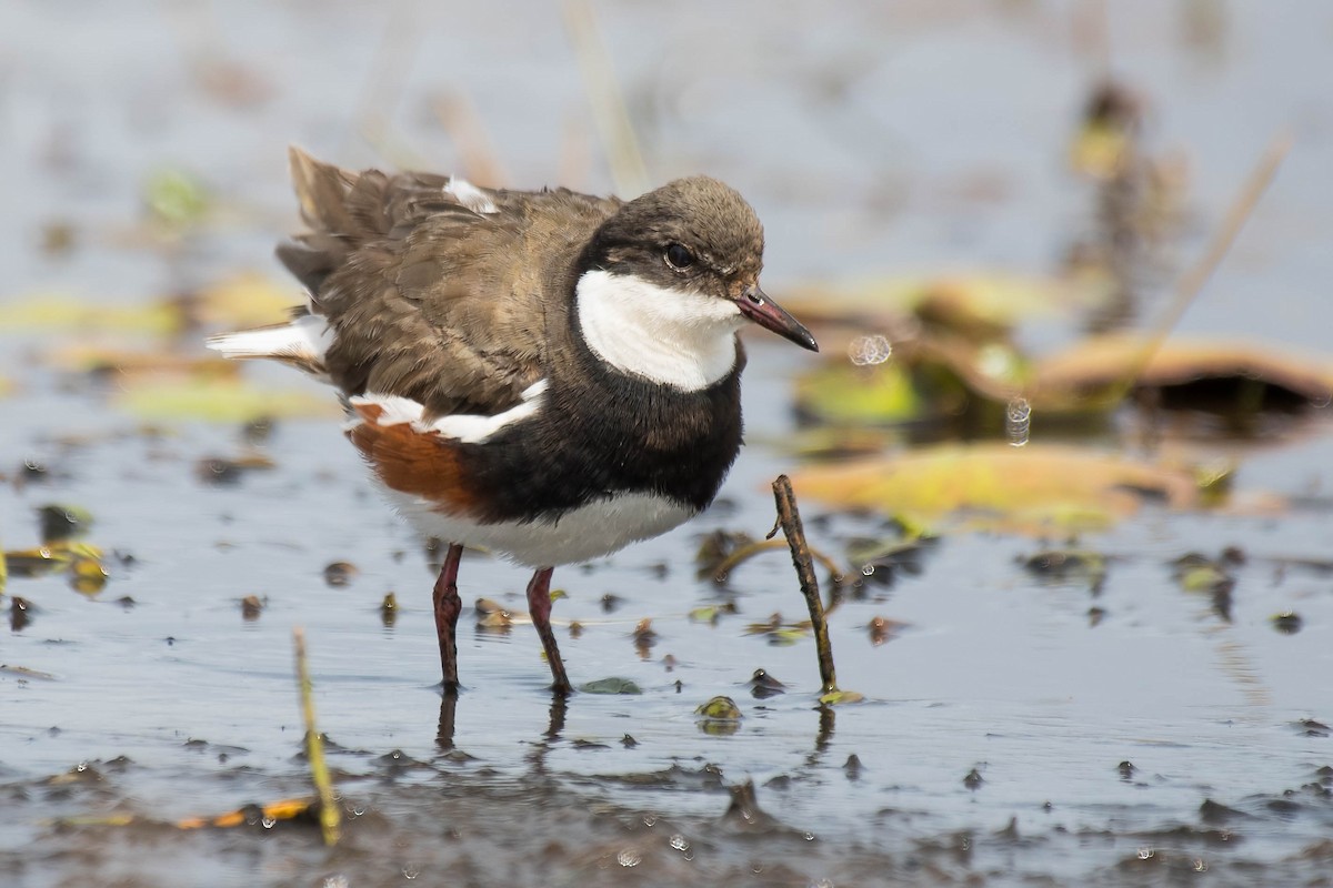 Red-kneed Dotterel - ML112325871