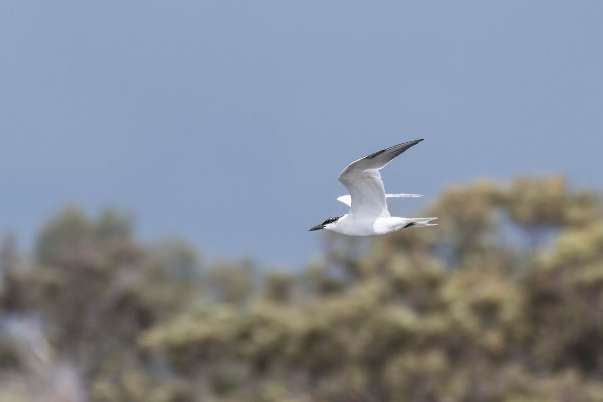 Australian Tern - ML112326311