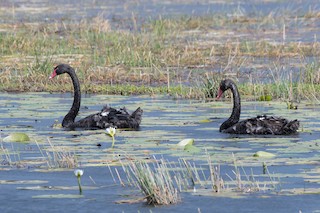 Black Swan, ML112326351