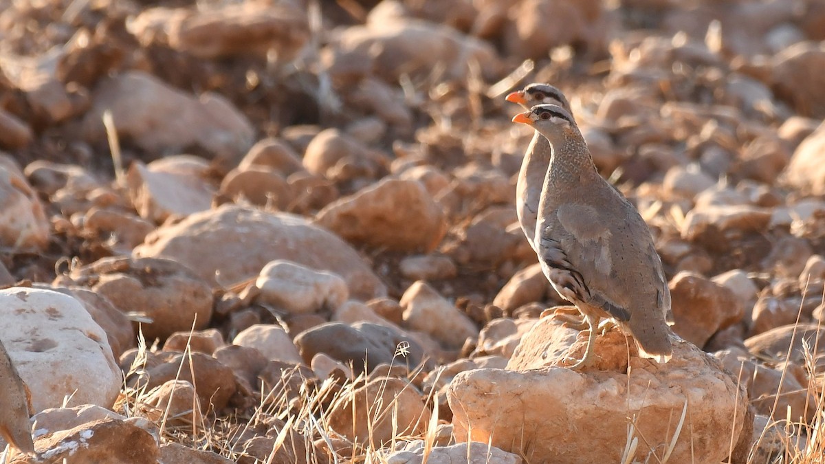 See-see Partridge - Ogün Aydin