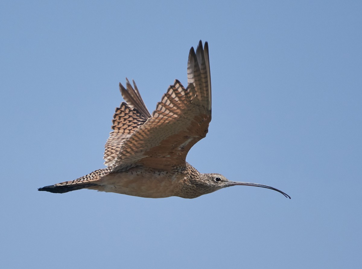 Long-billed Curlew - ML112327261